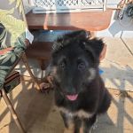 Holm Animal Hospital