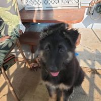 Holm Animal Hospital ico