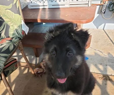 Holm Animal Hospital