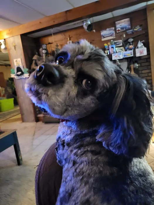 Holm Animal Hospital Picture 5