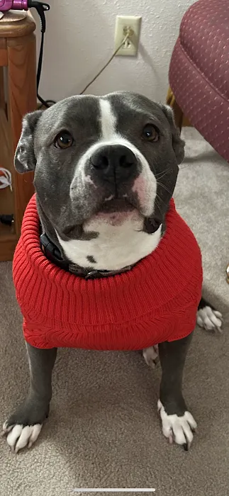 Holm Animal Hospital Picture 6