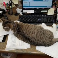 Family Pet Medical Center ico