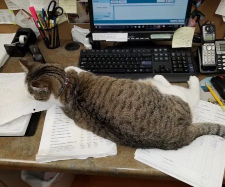 Family Pet Medical Center