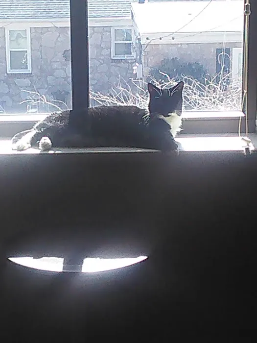 Family Pet Medical Center Picture 3