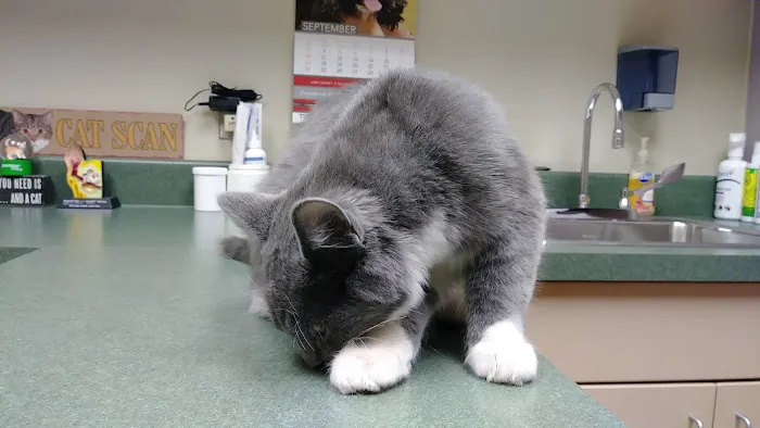 Family Pet Medical Center Picture 6