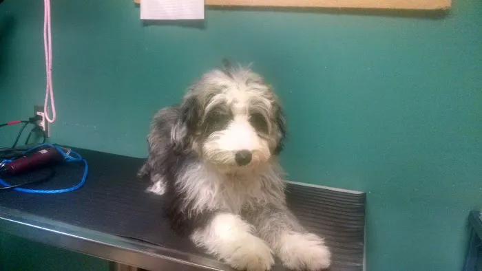 Family Pet Medical Center Picture 10