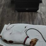 Dayton Veterinary Clinic, PLLC