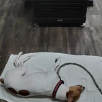 Dayton Veterinary Clinic, PLLC ico