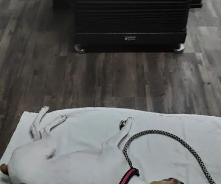 Dayton Veterinary Clinic, PLLC