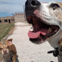 Town & Country Veterinary Clinic ico