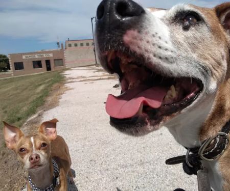 Town & Country Veterinary Clinic