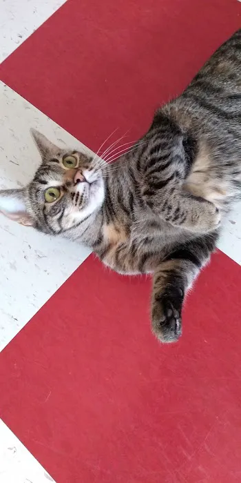 Town & Country Veterinary Clinic Picture 4