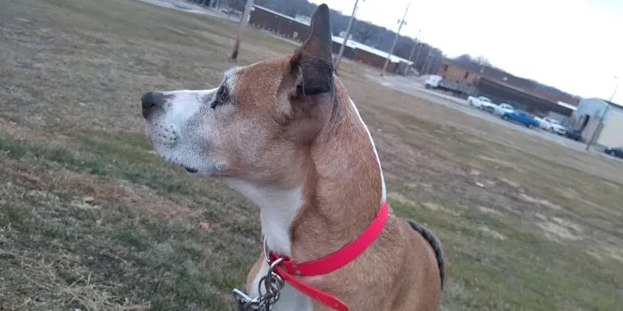 Town & Country Veterinary Clinic Picture 5