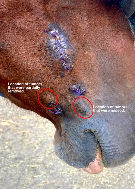 Iowa Equine Picture 2