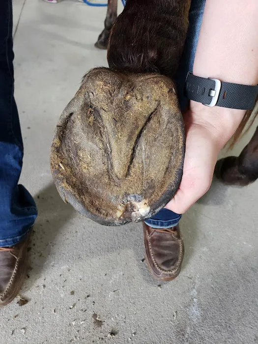 Iowa Equine Picture 1