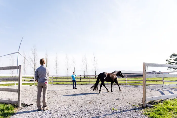 Iowa Equine Picture 8
