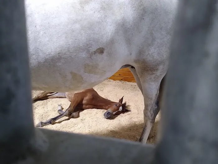 Iowa Equine Picture 7