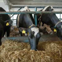 Monroe Animal Clinic ico