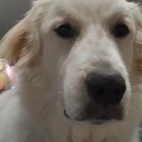 Tri-County Veterinary Clinic ico