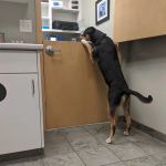 Ankeny Veterinary Clinic