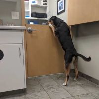 Ankeny Veterinary Clinic ico