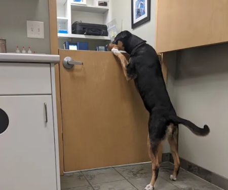 Ankeny Veterinary Clinic