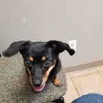 Creature Comforts Veterinary Hospital