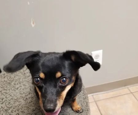 Creature Comforts Veterinary Hospital