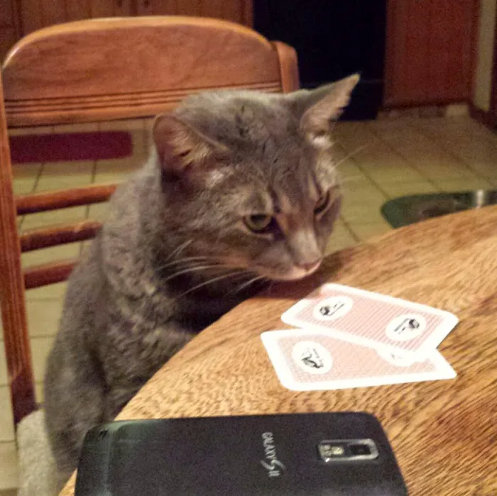 Creature Comforts Veterinary Hospital Picture 3