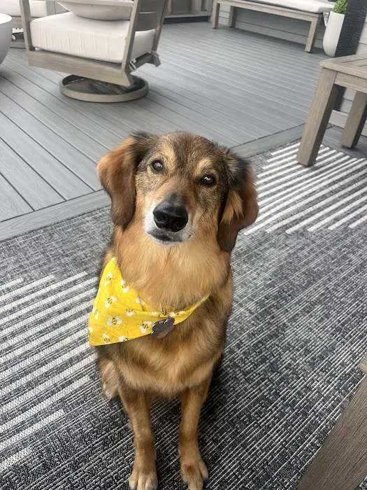 Creature Comforts Veterinary Hospital Picture 6