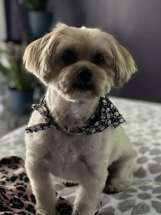 Creature Comforts Veterinary Hospital Picture 4