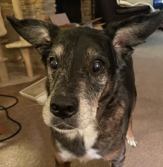 Creature Comforts Veterinary Hospital Picture 8