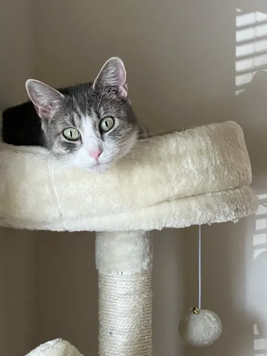 Creature Comforts Veterinary Hospital Picture 9