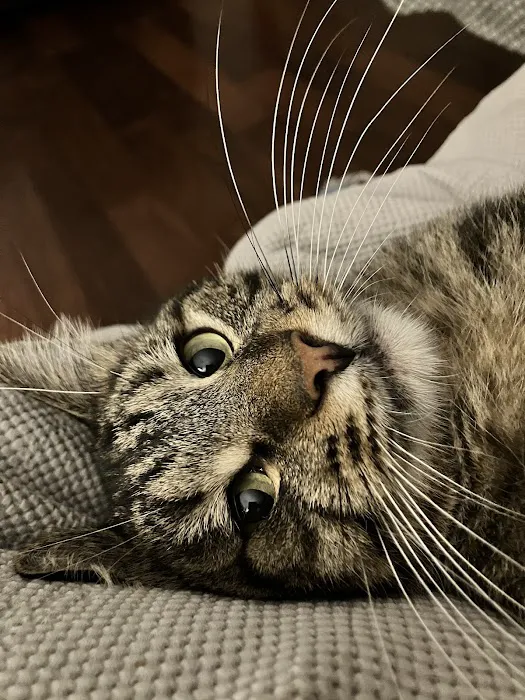 Creature Comforts Veterinary Hospital Picture 7