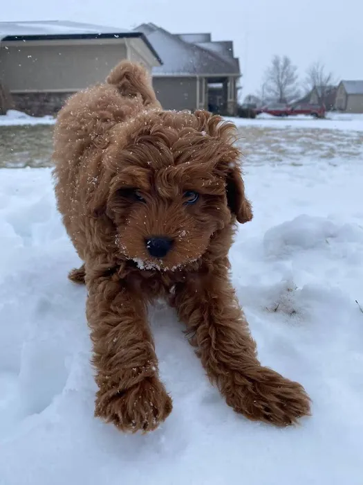 Ankeny Animal & Avian Clinic Picture 5