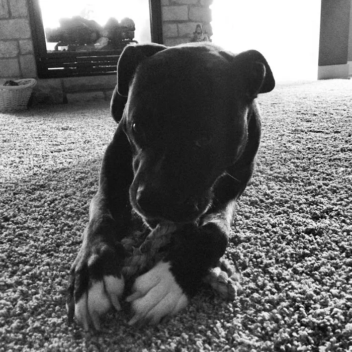 Ankeny Animal & Avian Clinic Picture 10