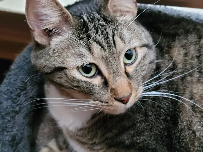 Ankeny Animal & Avian Clinic Picture 7