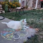 Heart of Ankeny Animal Hospital