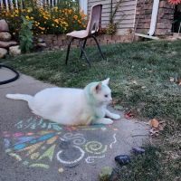 Heart of Ankeny Animal Hospital ico