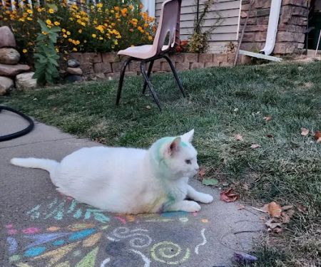 Heart of Ankeny Animal Hospital