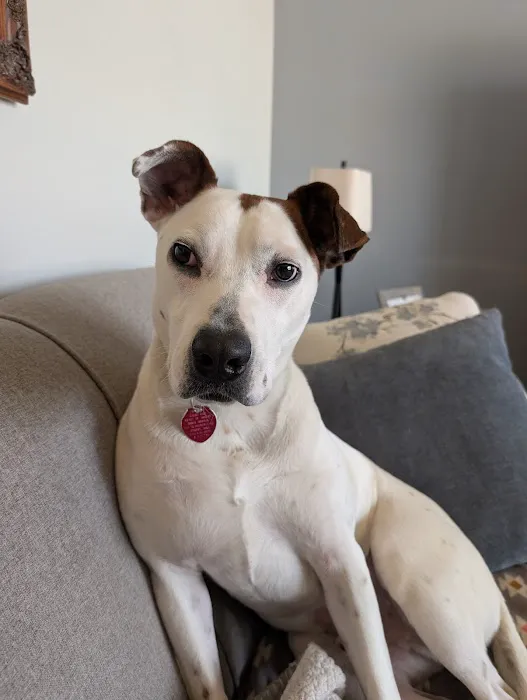 Heart of Ankeny Animal Hospital Picture 3