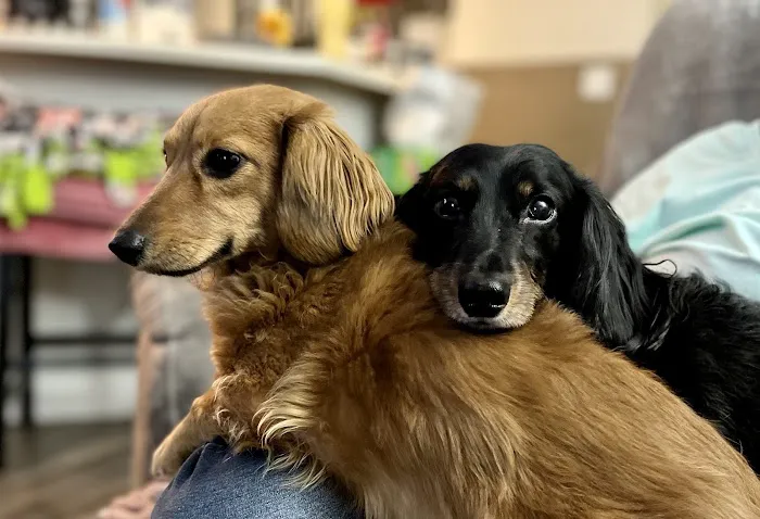 Heart of Ankeny Animal Hospital Picture 2