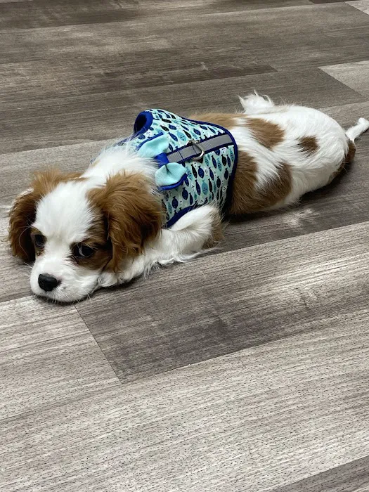 Heart of Ankeny Animal Hospital Picture 8