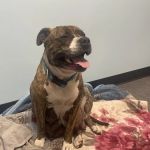 Banfield Pet Hospital