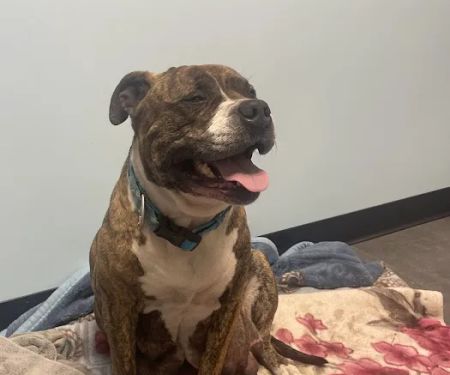 Banfield Pet Hospital