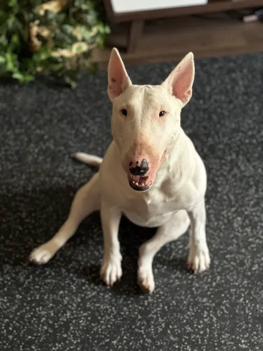 Banfield Pet Hospital Picture 5