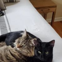 Ankeny Animal Health Clinic ico