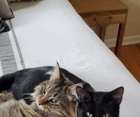 Ankeny Animal Health Clinic