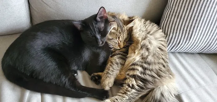 Ankeny Animal Health Clinic Picture 2