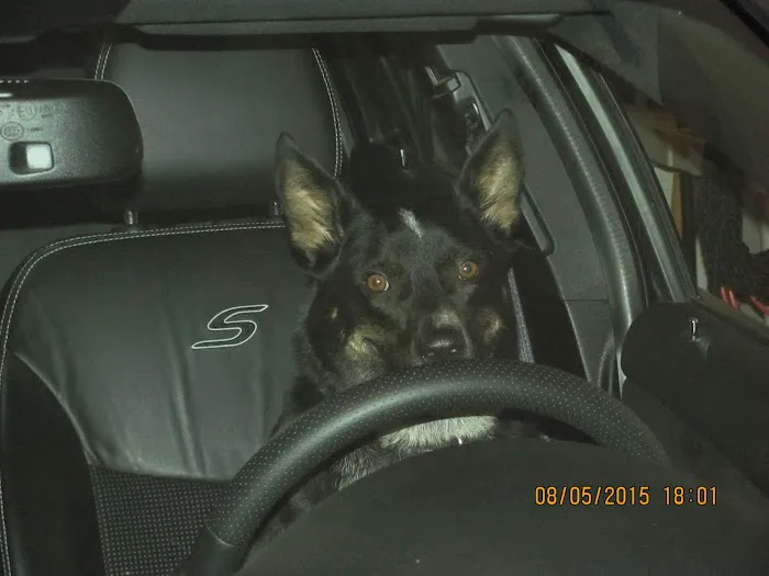 Ankeny Animal Health Clinic Picture 4